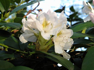 Beyaz rhododendron çiçeğinin detayı
