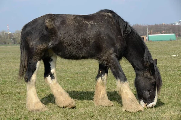 Άλογο Που Βοσκούσε Ένα Λιβάδι Λεπτομέρεια Της Φυλής Κλάιτντντεϊλ — Φωτογραφία Αρχείου