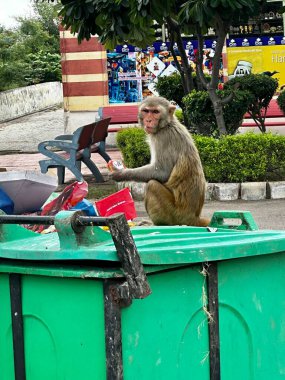 Hindistan 'da bir parkta çöp tenekesinde oturan maymun.,
