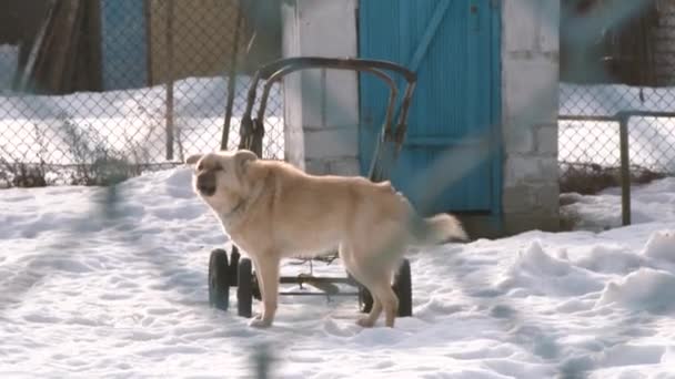 冬の庭雪の上で犬の連鎖吠えます 庭でブースの横にチェーンの犬 家屋敷を守っている村でチェーンの犬 — ストック動画