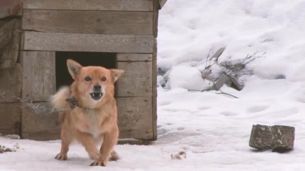 Skällande kedjad hund på vintern på snö. — Stockvideo