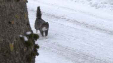Büyük Gri kedi kışın kar. Yolun yanında koşma kedi