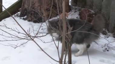 Büyük Gri kedi kış kar