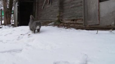 Büyük Gri kedi kış kar