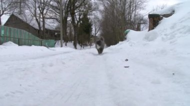 Büyük Gri kedi kışın kar. Yolun yanında koşma kedi