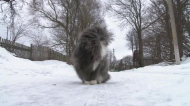 Büyük Gri kedi kış kar