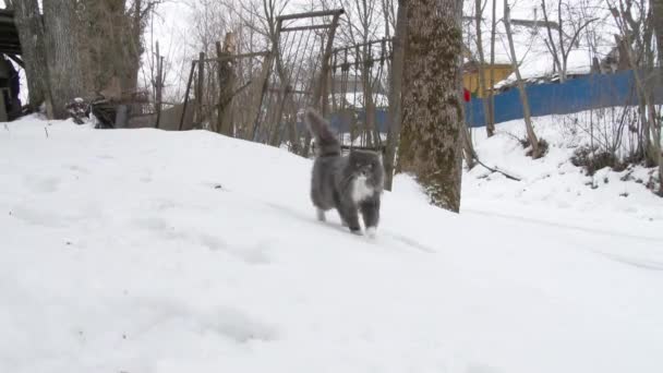 Große graue Katze überwintert im Schnee — Stockvideo