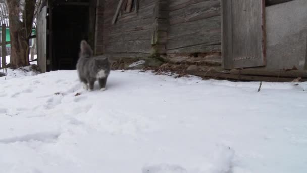 Большая серая кошка зима в снегу — стоковое видео