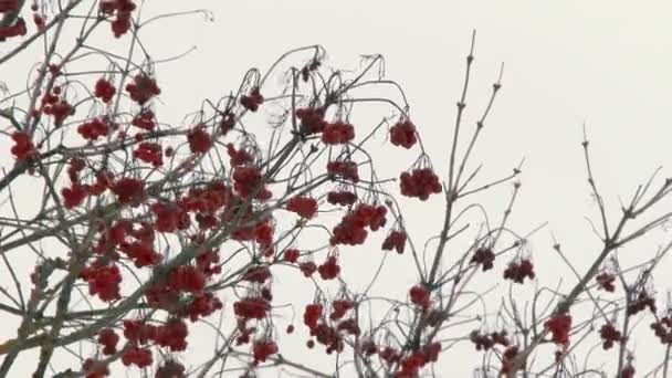 13.02.2019 Opsa Belaus. Viburnum-Beeren im Winter. — Stockvideo