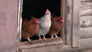 Çiftlikteki tavuk kümesinde tavuklar.