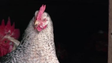 Çiftlikteki bir tavuk kümesinde tavuklar ve horozlar