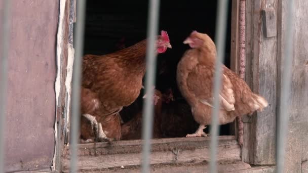 Kycklingar Ett Hönshus Följ Fokus — Stockvideo