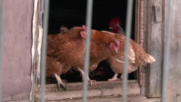 Galinhas Uma Galinha Frango Barnyard Siga Foco — Vídeo de Stock