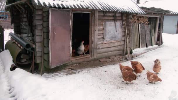 Pollos Caminando Sobre Nieve — Vídeos de Stock