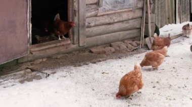 Karda yürüyen tavuklar