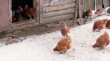 Karda yürüyen tavuklar