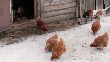 Karda yürüyen tavuklar