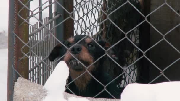 Γάβγιζε Αλυσοδεμένο Σκύλο Χειμώνα Στο Χιόνι Κλείσε — Αρχείο Βίντεο