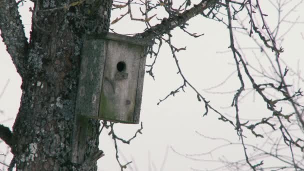 Zelfgemaakte Houten Vogelhuisje Stam Van Een Sparren Boom Zorg Voor — Stockvideo