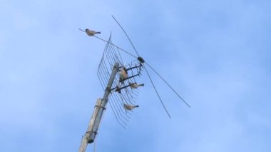 Kuş Serçeleri televizyon antenlerinde oturuyorlar.
