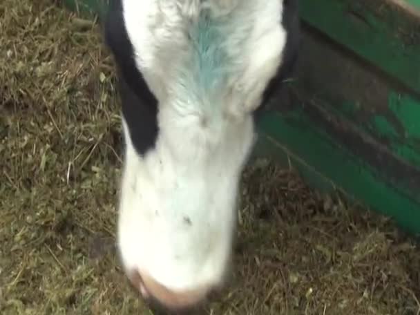 Закрытие Коровы Сарае Фермы Кормление Овец — стоковое видео