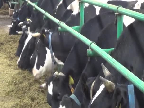 現代の農場で牛の給餌プロセス 牛の酪農家干し草を食べる おがくず — ストック動画