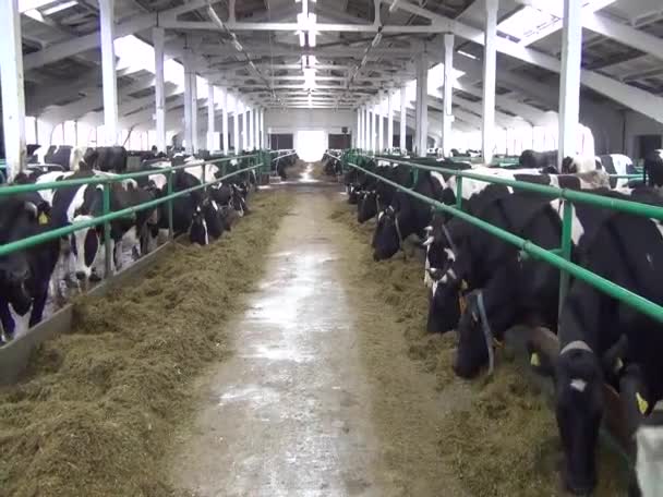 現代の農場で牛の給餌プロセス 牛の酪農家干し草を食べる おがくず — ストック動画