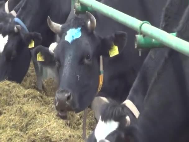 Die Fütterung Der Kühe Auf Dem Modernen Bauernhof Kuh Auf — Stockvideo