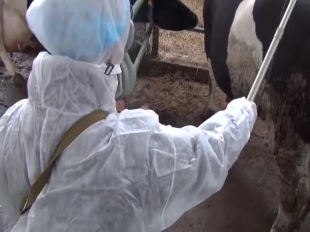 化学汚染後の生物除染や消毒を行う人々 建物内 自然災害 環境保護 牛の農場 ミルク農場 — ストック動画