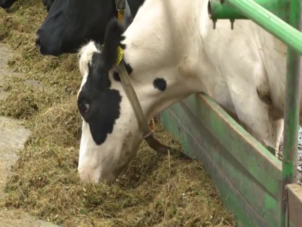 Close Cow Barn Dairy Farm Ows Feeding — Stock Video