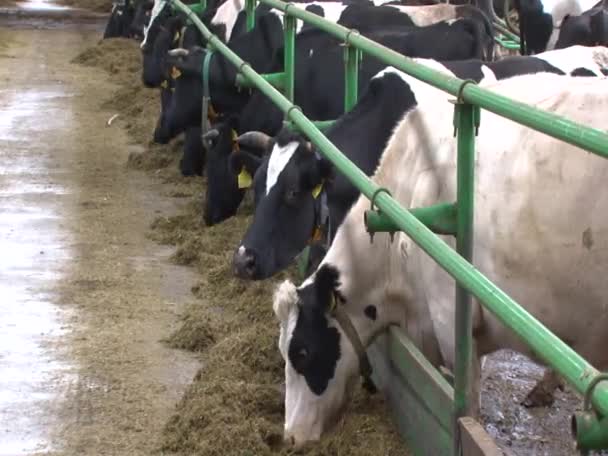 Close Cow Barn Dairy Farm Ows Feeding — Stock Video