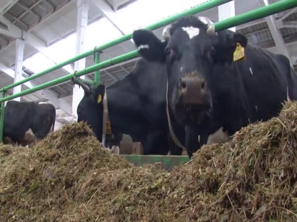 Close Cow Barn Dairy Farm Ows Feeding — Stock Video