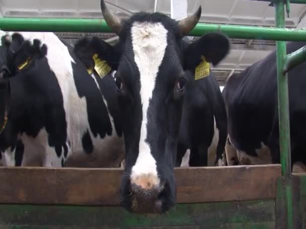 Закрытие Коровы Сарае Фермы Кормление Овец — стоковое видео
