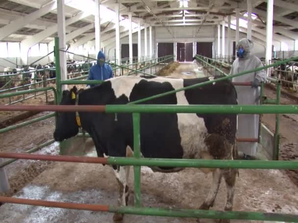 Persone Che Effettuano Decontaminazione Biologica Disinfezione Dopo Inquinamento Chimico Disastri — Video Stock