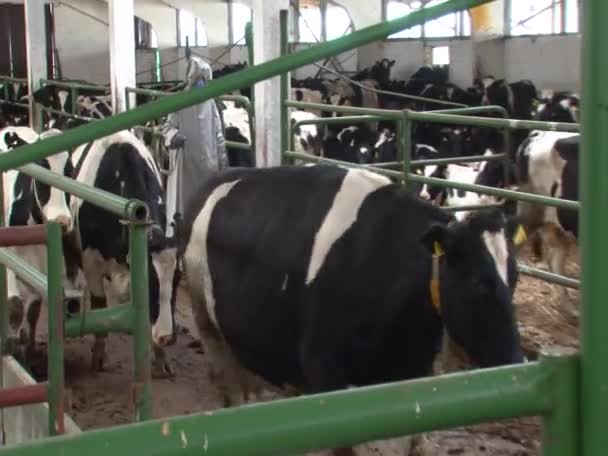 化学汚染後の生物除染や消毒を行う人々 建物内 自然災害 環境保護 牛の農場 ミルク農場 — ストック動画