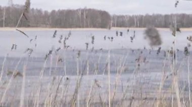 Şiddetli rüzgar altında sallanan reed yatakta sazlık kışın Rüzgar kuvvet