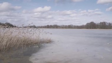 Şiddetli rüzgar altında sallanan reed yatakta sazlık kışın Rüzgar kuvvet