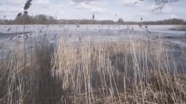 Şiddetli rüzgar altında sallanan reed yatakta sazlık kışın Rüzgar kuvvet