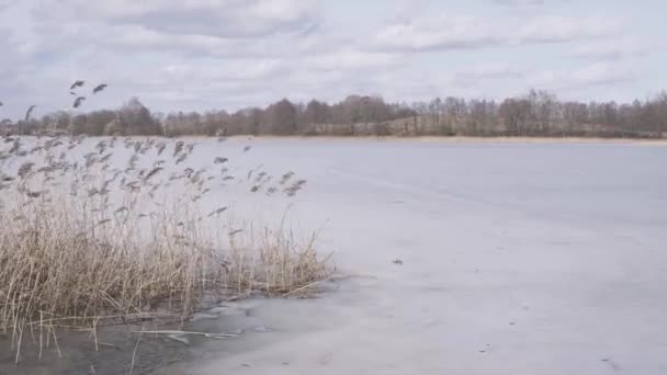 Cañas en lecho de caña balanceándose en viento de fuerza vendaval en invierno — Vídeos de Stock