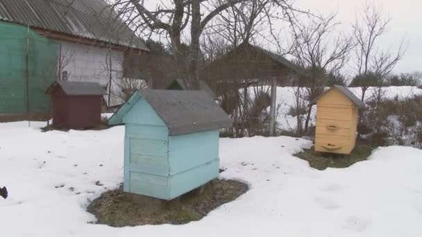 Filas de coloridas colmenas cubiertas de nieve en invierno — Vídeos de Stock