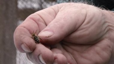 Ölmekte olan arı sırt üstü yatarken bacaklarını yakın bir şekilde sallıyor