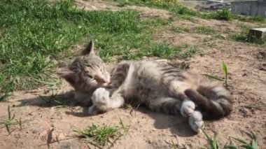 Gri kedi kumda yatar ve kürkü yalar.