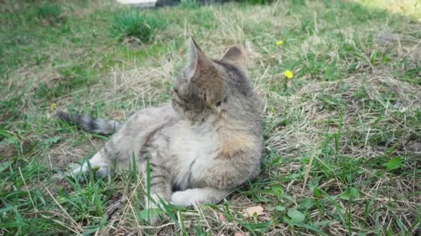 Een Grijze Kat Ligt Het Gras Pikt Wat Lawaai Legt — Stockvideo