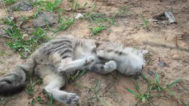 Egy Férfi Egy Szürke Macskával Játszik Egy Száraz Segítségével Macska — Stock videók
