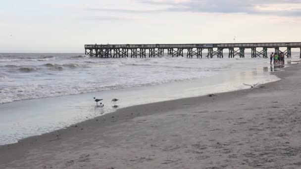 Okyanustaki Ahşap İskele'nin sonunun Statik Orta Çekimi. İnsanlar iskeleboyunca yürüyor. Kuşlar kumlu plaj boyunca yürümek — Stok video