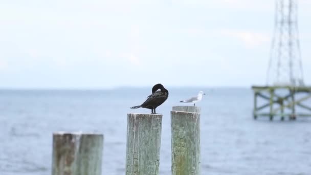 Group Seagull Resting Rock Beach Marine Birds Birds Sitting Pole — Stock Video