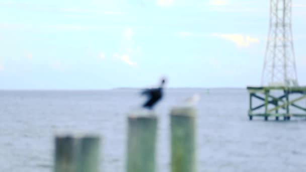 カモメのグループは ビーチで岩の上に休んでいる 彼らは海鳥であり その鳥は極に座っている フォーカスを追え — ストック動画