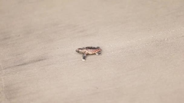 Une petite tortue nouveau-née marche sur la plage de sable pour atteindre la mer ou l'océan et nager avec d'autres animaux marins..