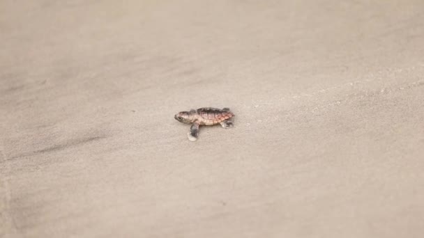 Une Petite Tortue Nouveau Née Marche Sur Plage Sable Pour — Video