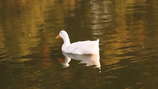 Ente Auf Dem Teich Ente Schwimmt Wasser Folgen Sie Dem — Stockvideo